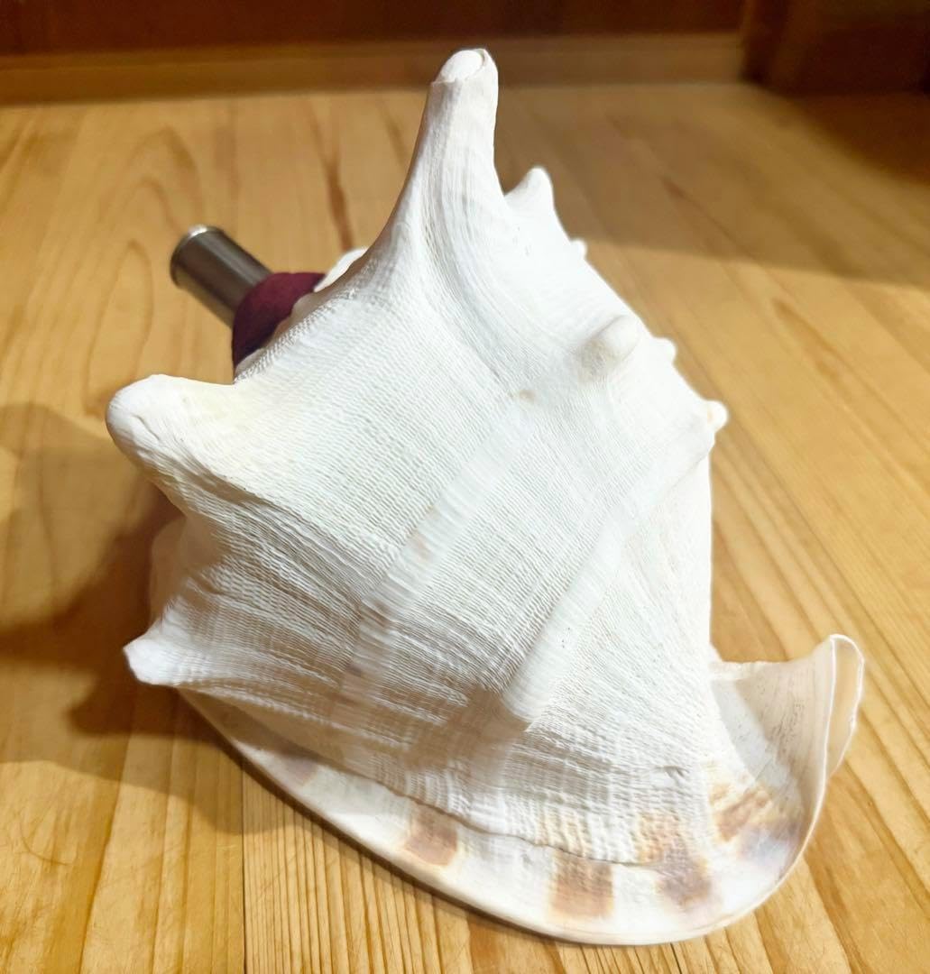 最大級　希少　超特大肉厚トウカムリ 法螺貝　ほら貝　ホラガイ❣️ 最大級 希少 超特大肉厚トウカムリ 法螺貝 ほら貝 ホラガイ